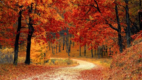 autumn colorful colourful scaled